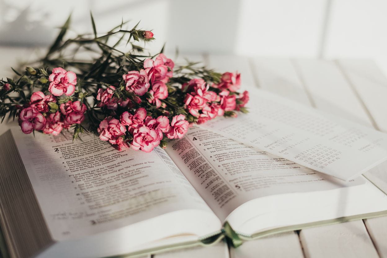Pink flowers sitting on an open Bible ready for reading a daily devotional.