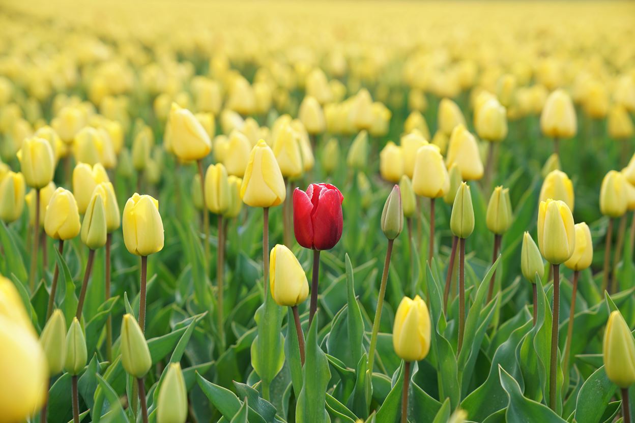 Dont Blend In Stand Out