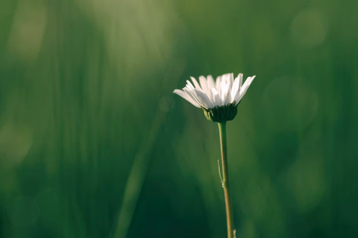 A single white daisy flower in a green field.