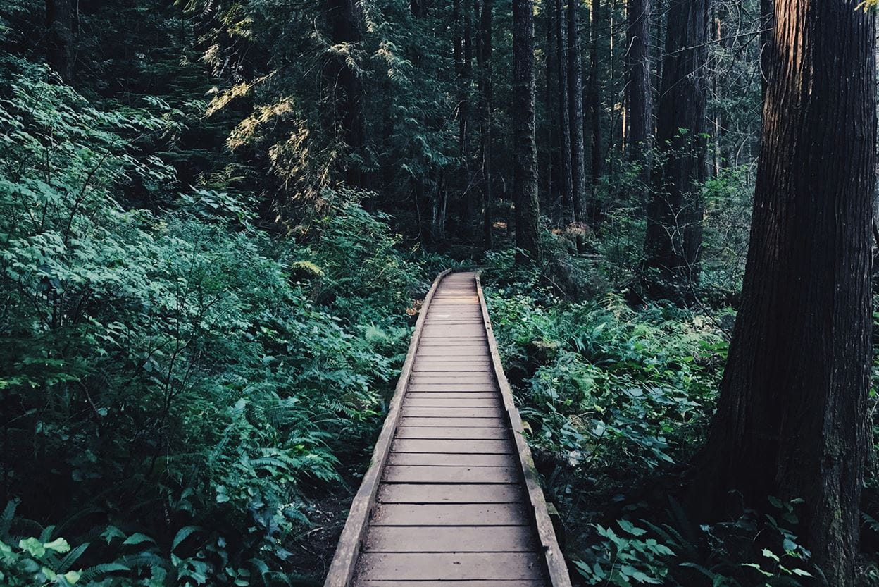 A wooden boardwalk path leads through dense green forest with tall trees and lush undergrowth, extending into the distance.