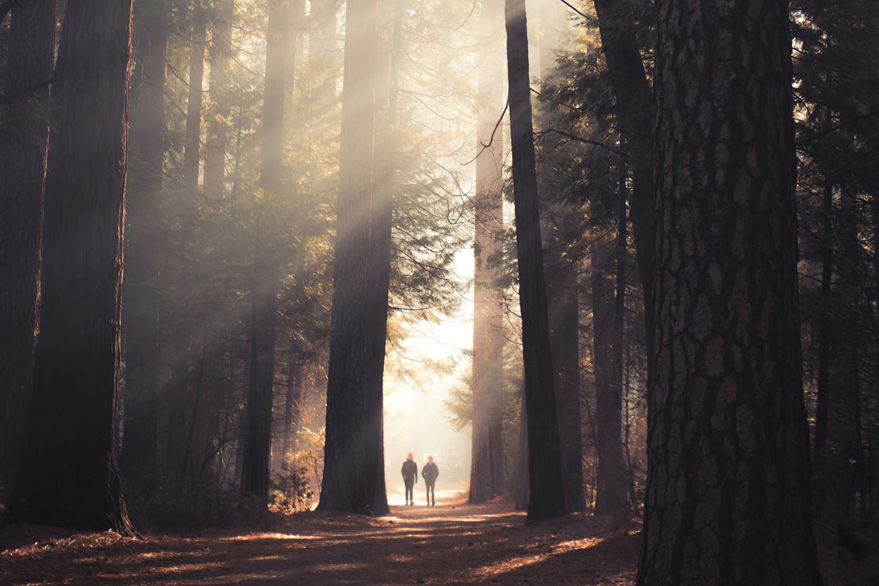 Two people walking in the wood with beams of sunlight coming through the trees