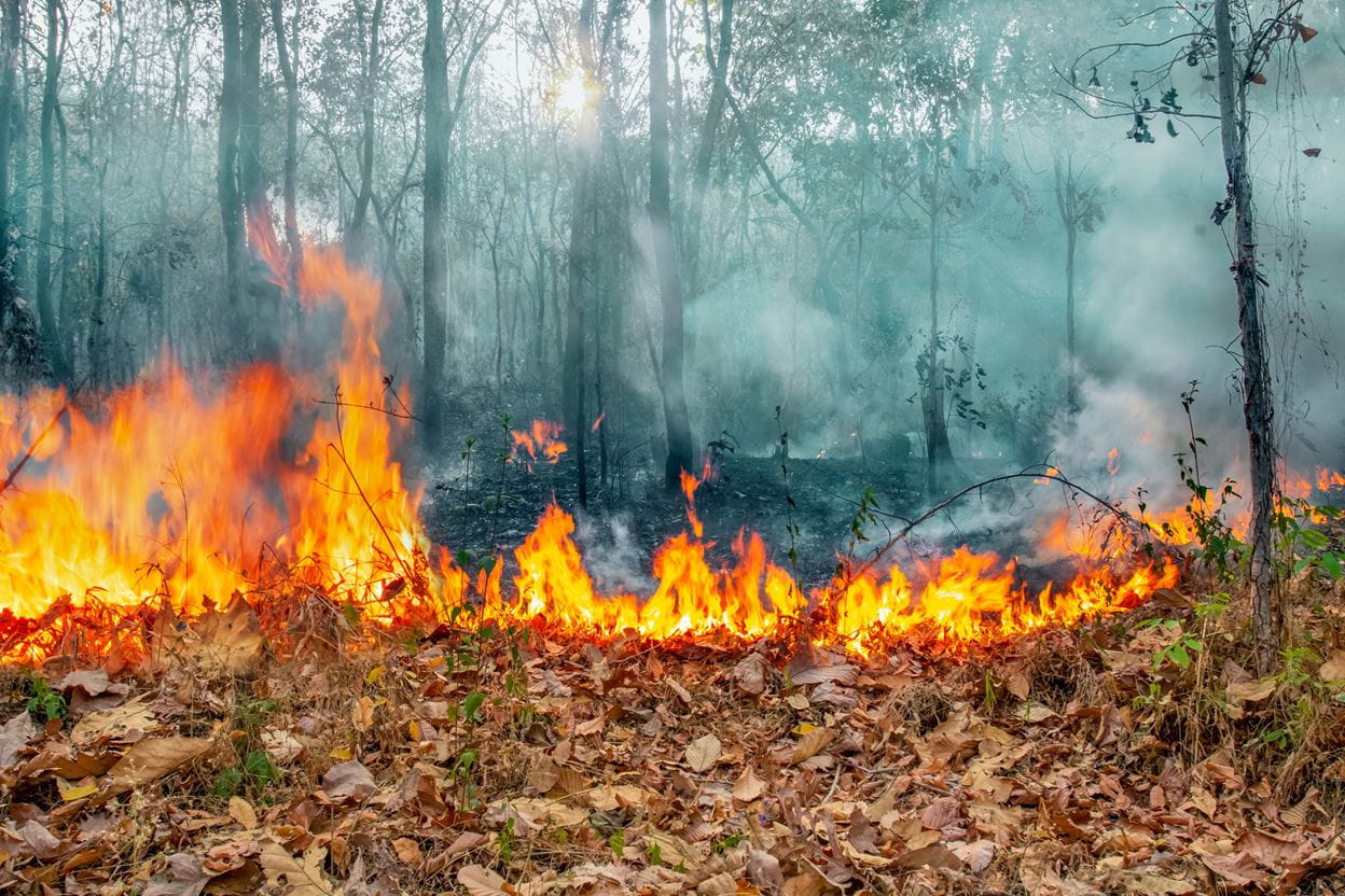 Australia Fires